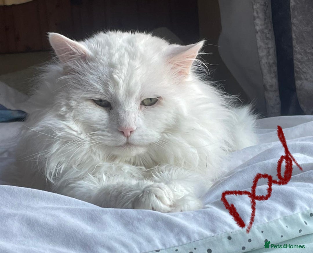 Turkish Angora cats for sale: Gorgeous white fluffy Turkish angora kittens  - Advert 8