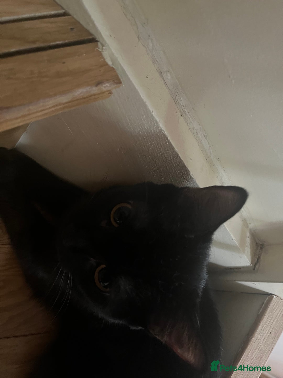 British Shorthair cats for sale: 1 black and white male cat for sale!!! - Image 6