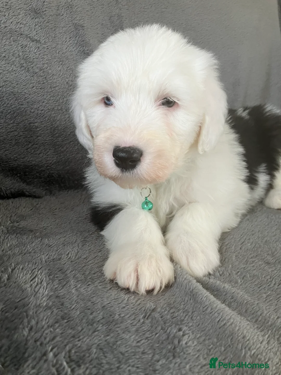 Old English Sheepdog dogs for sale: HEALTH TESTED OLD ENGLISH SHEEPDOG PUPPIES  - Advert 7