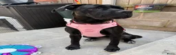 Cane Corso dogs for sale: 7 month old female Cane Corso - Experienced home. - Advert 9
