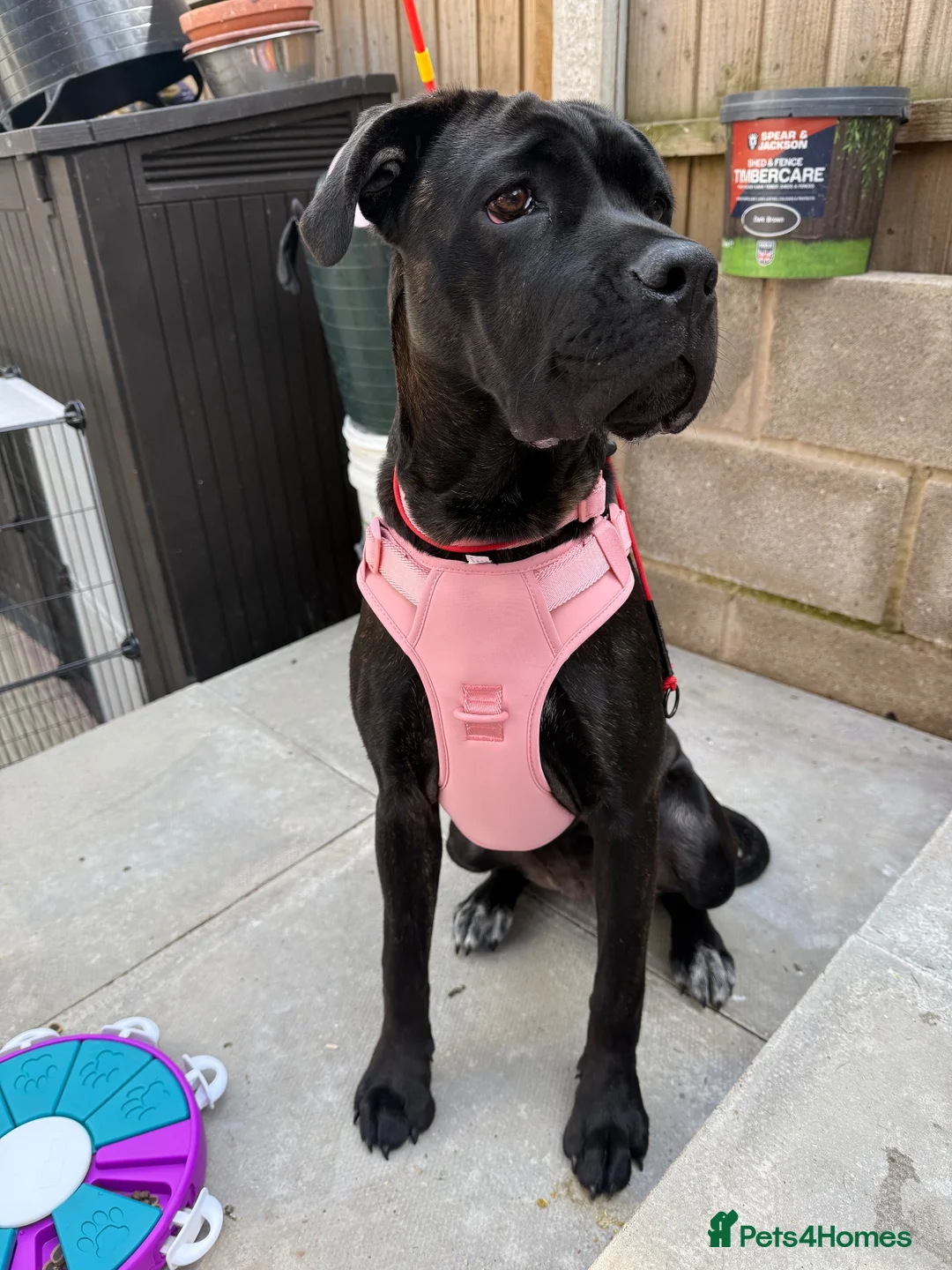 Cane Corso dogs for sale: 7 month old female Cane Corso - Experienced home. - Advert 9