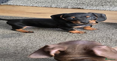 Miniature Dachshund dogs - Advert 8