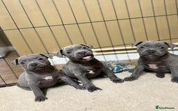Staffordshire Bull Terrier dogs for sale: 9 Beautiful blue staff puppy’s !  - Advert 2