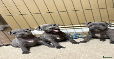 Staffordshire Bull Terrier dogs - Advert 2