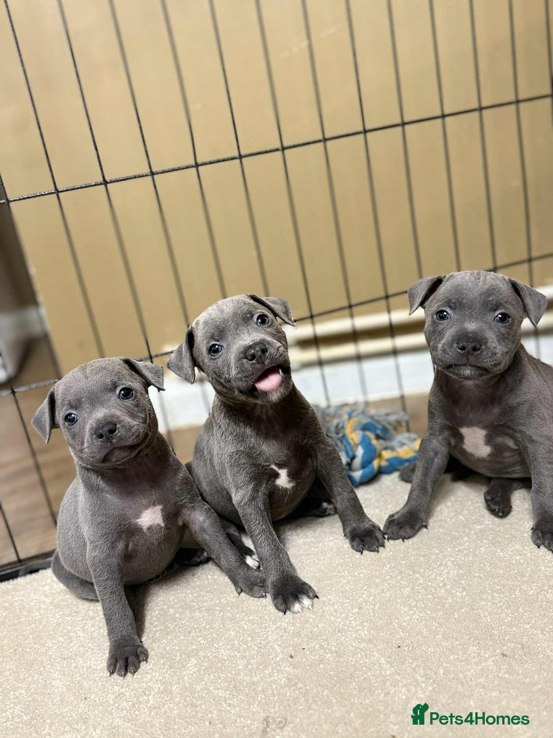 Staffordshire Bull Terrier dogs for sale: 9 Beautiful blue staff puppy’s !  - Advert 2