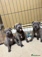 Staffordshire Bull Terrier dogs - Advert 1