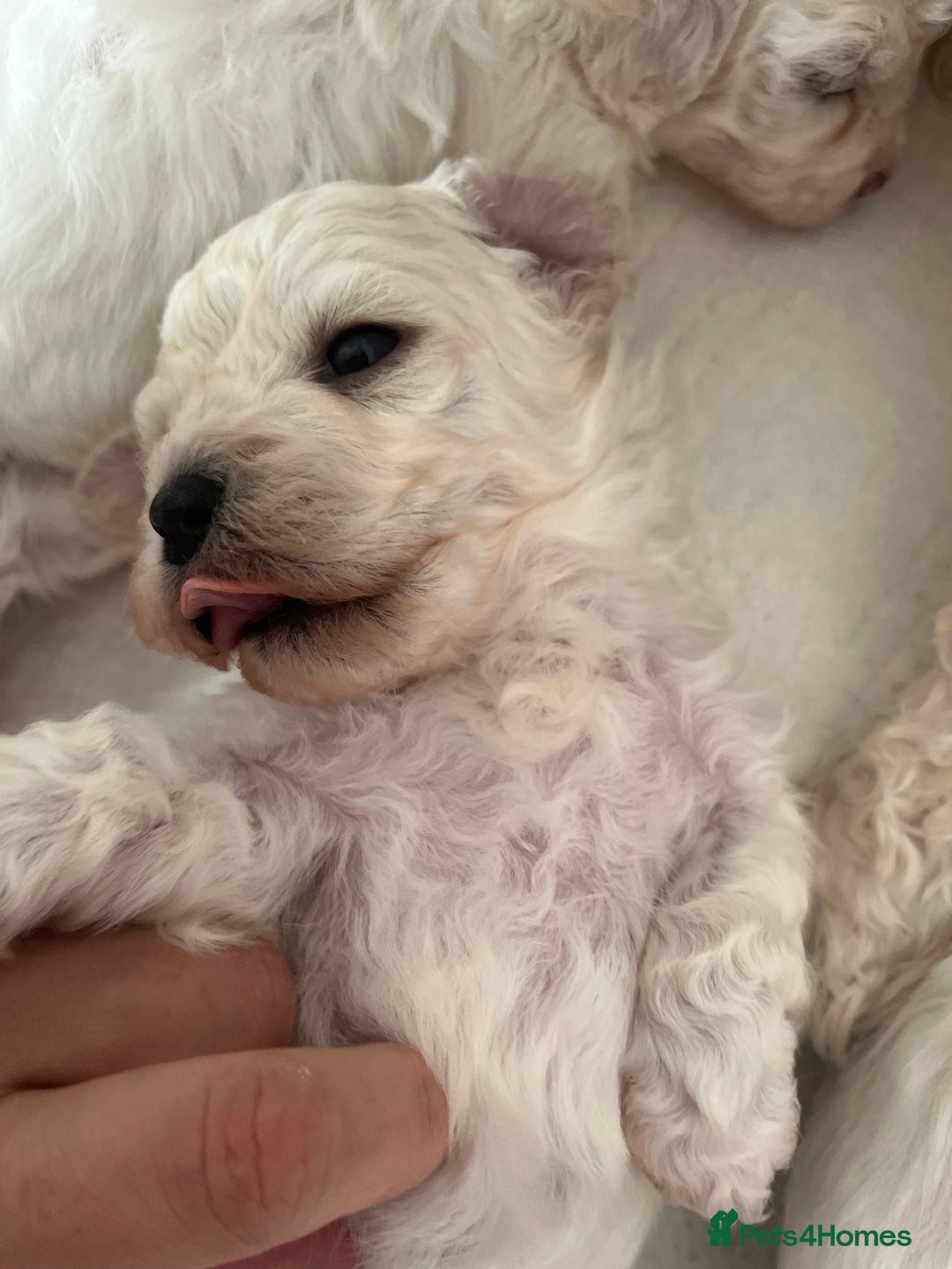 Mixed Breed dogs for sale: Bichon mix pups  - Image 11