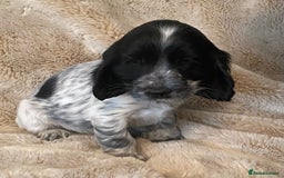Cocker Spaniel dogs for sale: Adorable Show Cocker Puppies - Image 6