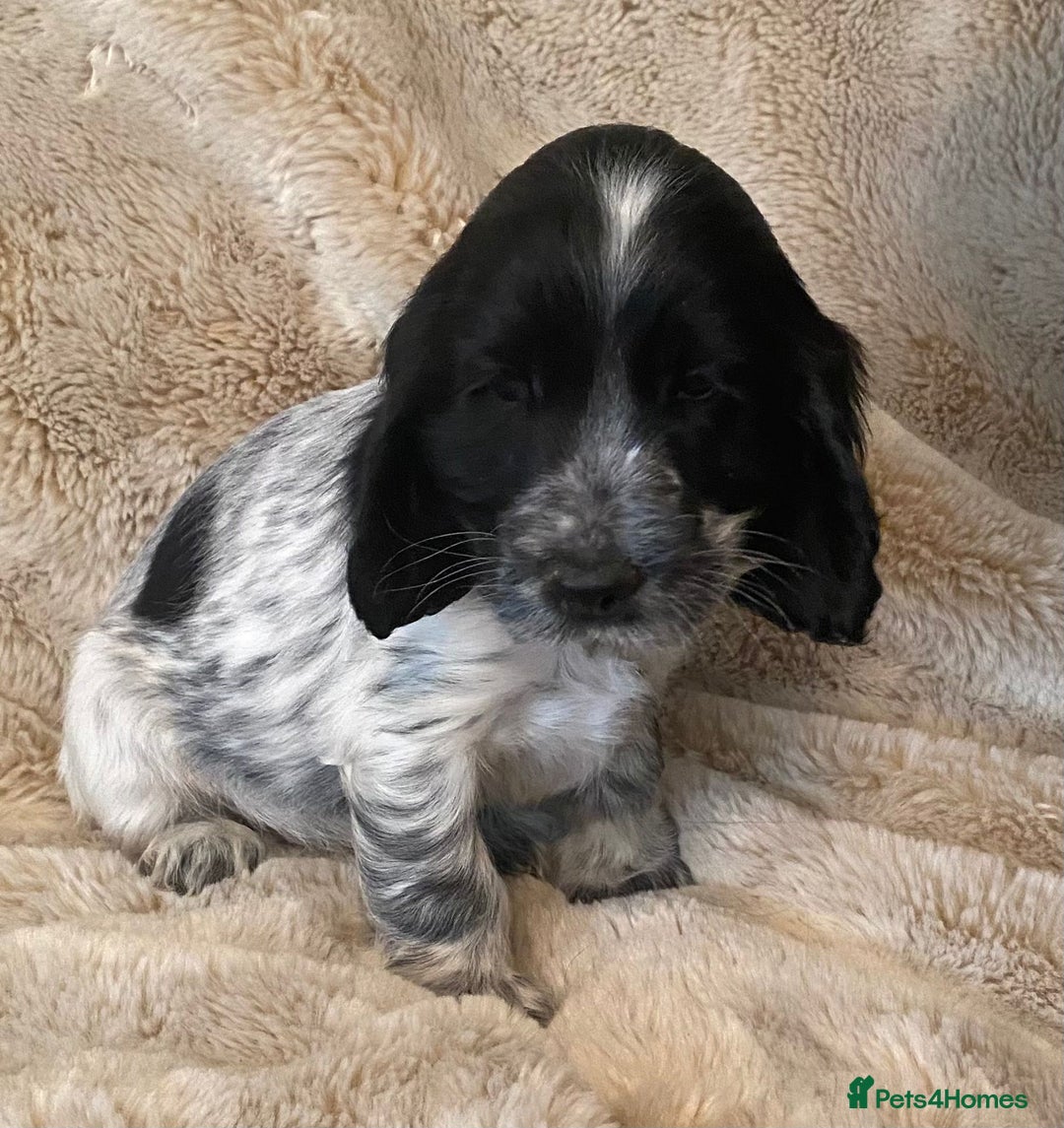 Cocker Spaniel dogs for sale: Adorable Show Cocker Puppies - Image 6