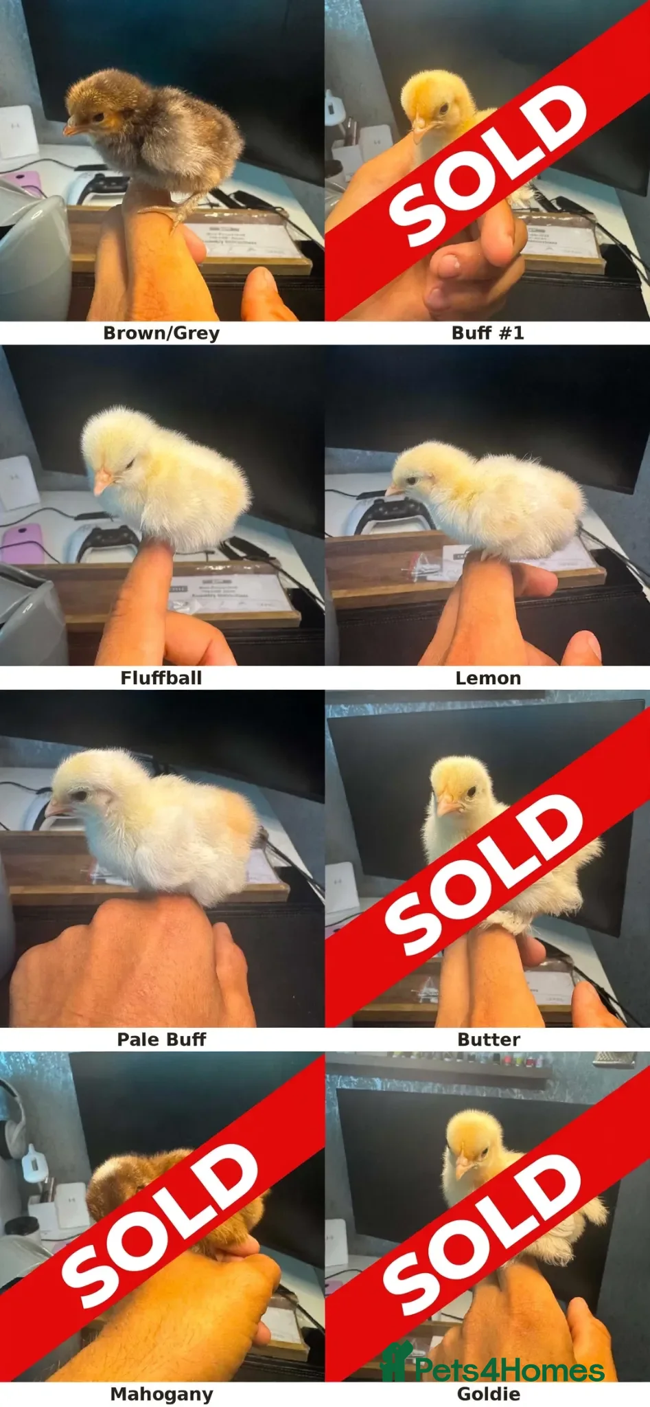 Chickens poultry Bantam chicks - Hatching 🥚  - Advert 1