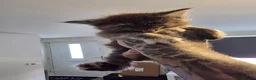 Maine Coon cats for sale: Russian mainecoon kittens  - Advert 7