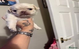 Pug dogs for sale: fluffy pug puppies  - Advert 7