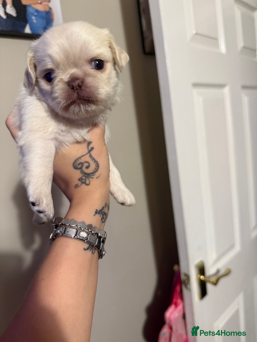 Pug dogs for sale: fluffy pug puppies  - Advert 7