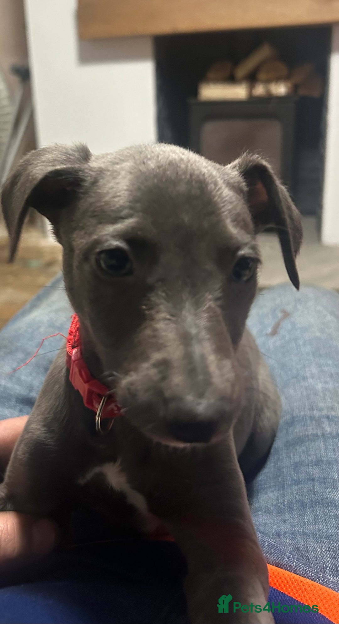 Whippet dogs for sale: Whippet pups - Image 16