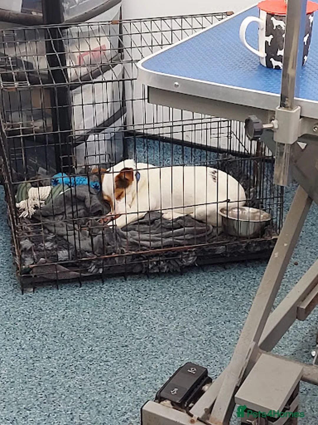 Jack Russell dogs for sale: Milo Jackson Russel  - Advert 24