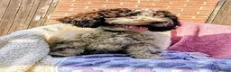 Spanish Water Dog dogs for sale: Spanish Water Dog - Advert 3