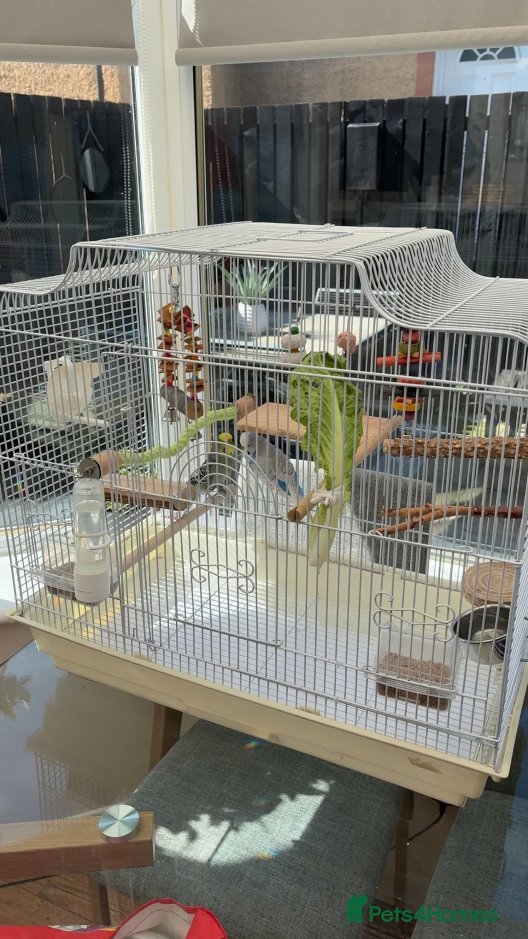 Budgerigars birds for sale: Sadly Rehoming My Two Lovely Budgies - Advert 2