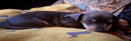 Dachshund dogs for sale: 1 girl wanting to find her forever sofa - Advert 3