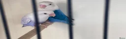 Lovebirds birds for sale: Lovebirds pale fallows - Advert 6