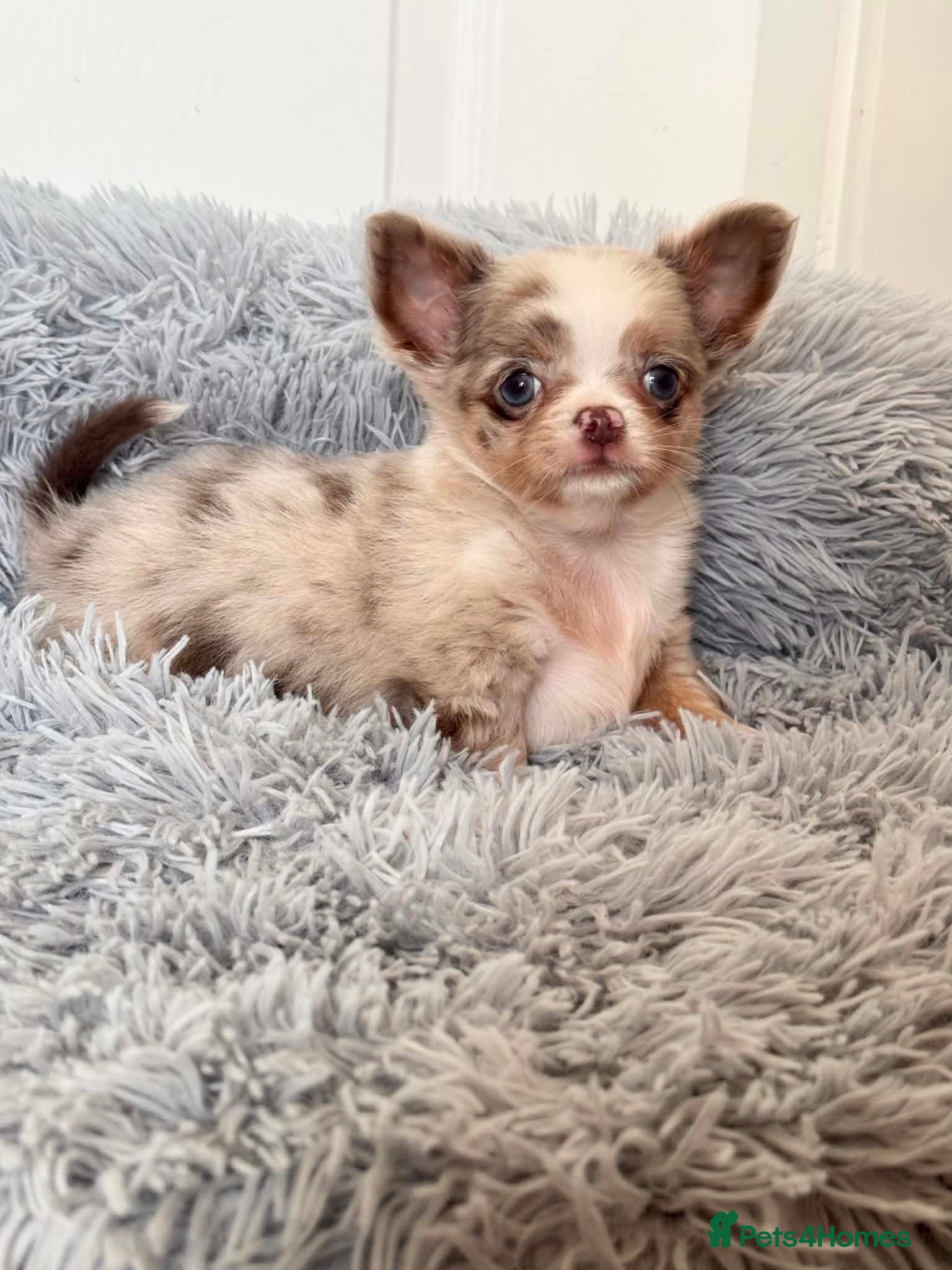 Chihuahua dogs Tiny Longhair Chihuahua Pup/ Lilac Merle Blue Eye - Advert 1