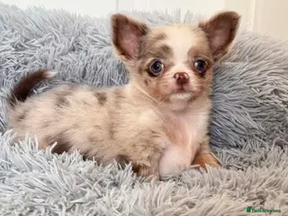 Chihuahua dogs Tiny Longhair Chihuahua Pup/ Lilac Merle Blue Eye - Advert 1