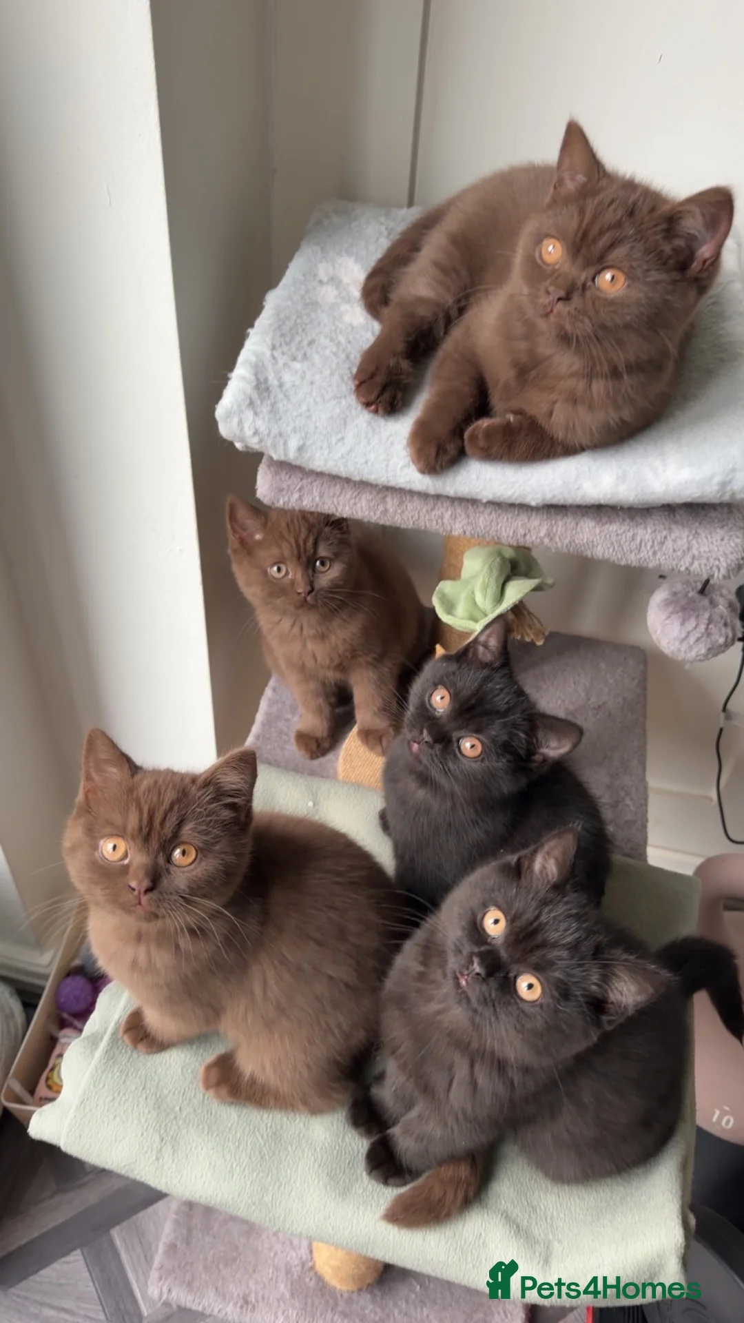 British Shorthair cats for sale: *REDUCED* British Shorthair Kittens in chocolate  - Advert 1