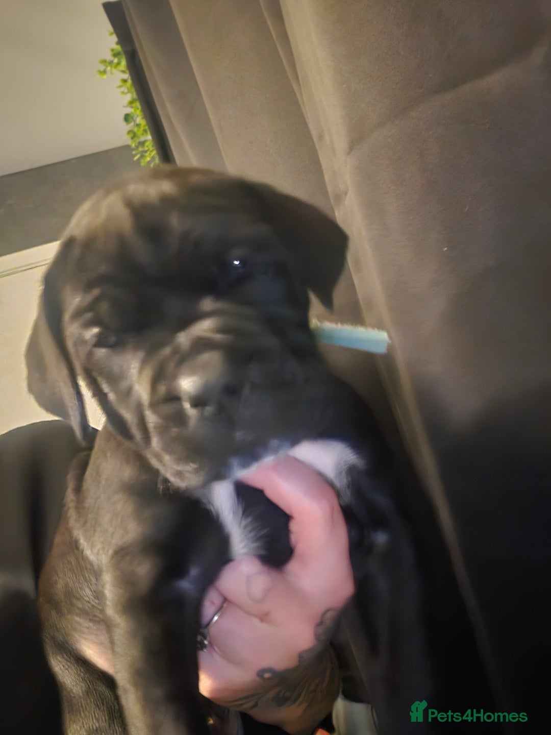Cane Corso dogs for sale: Cane Corso Pups - Advert 10