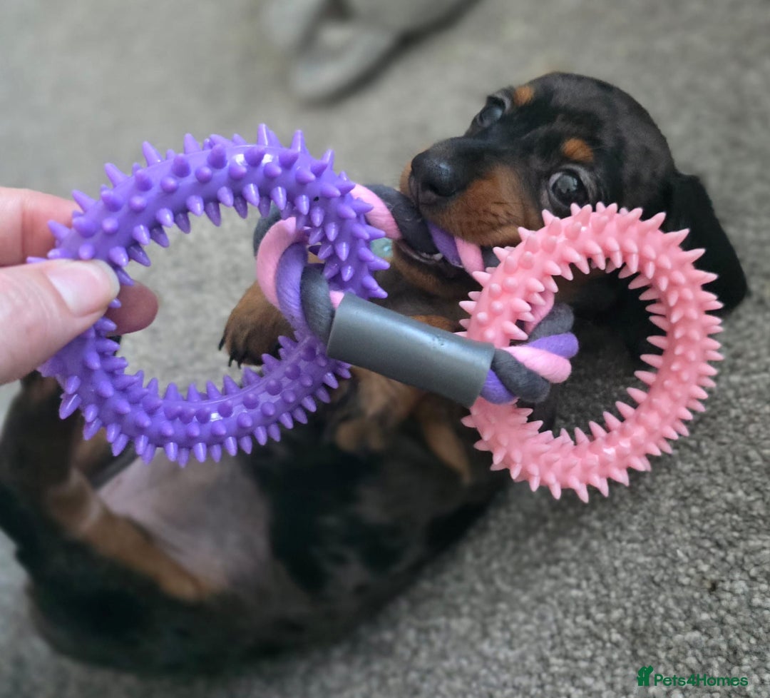 Miniature Dachshund dogs for sale: Miniature Daschunds  - Image 22