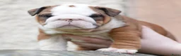 English Bulldog dogs for sale: 2 females from INW GRCH Bonnie.  - Advert 21
