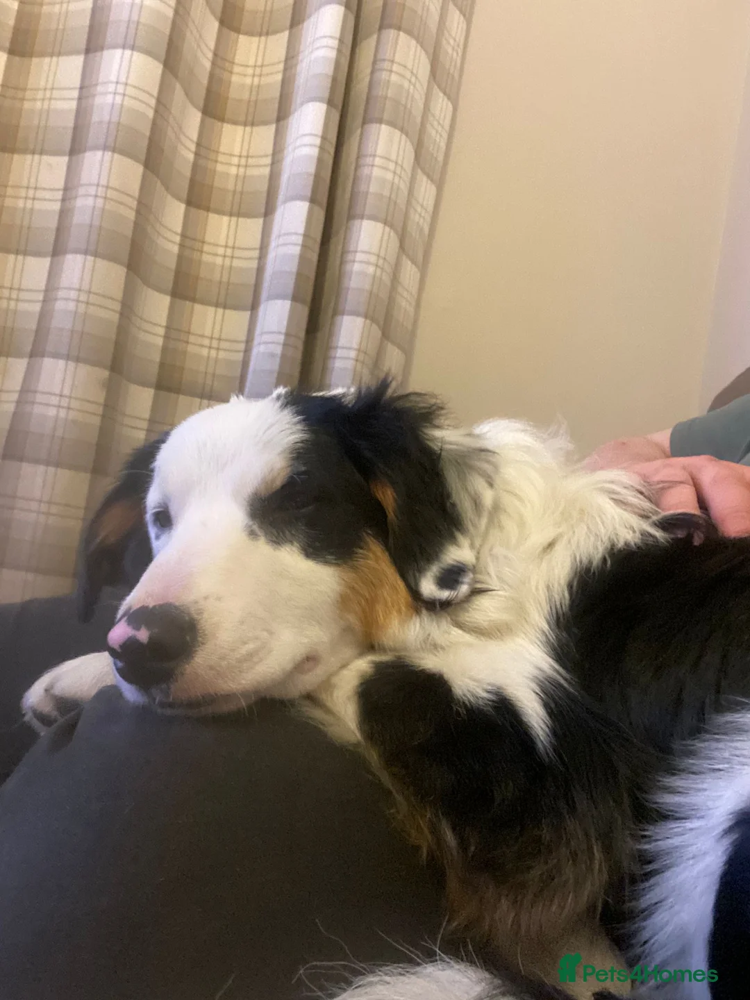 Border Collie dogs for stud: Tri coloured border collie for stud in Stafford - Advert 10