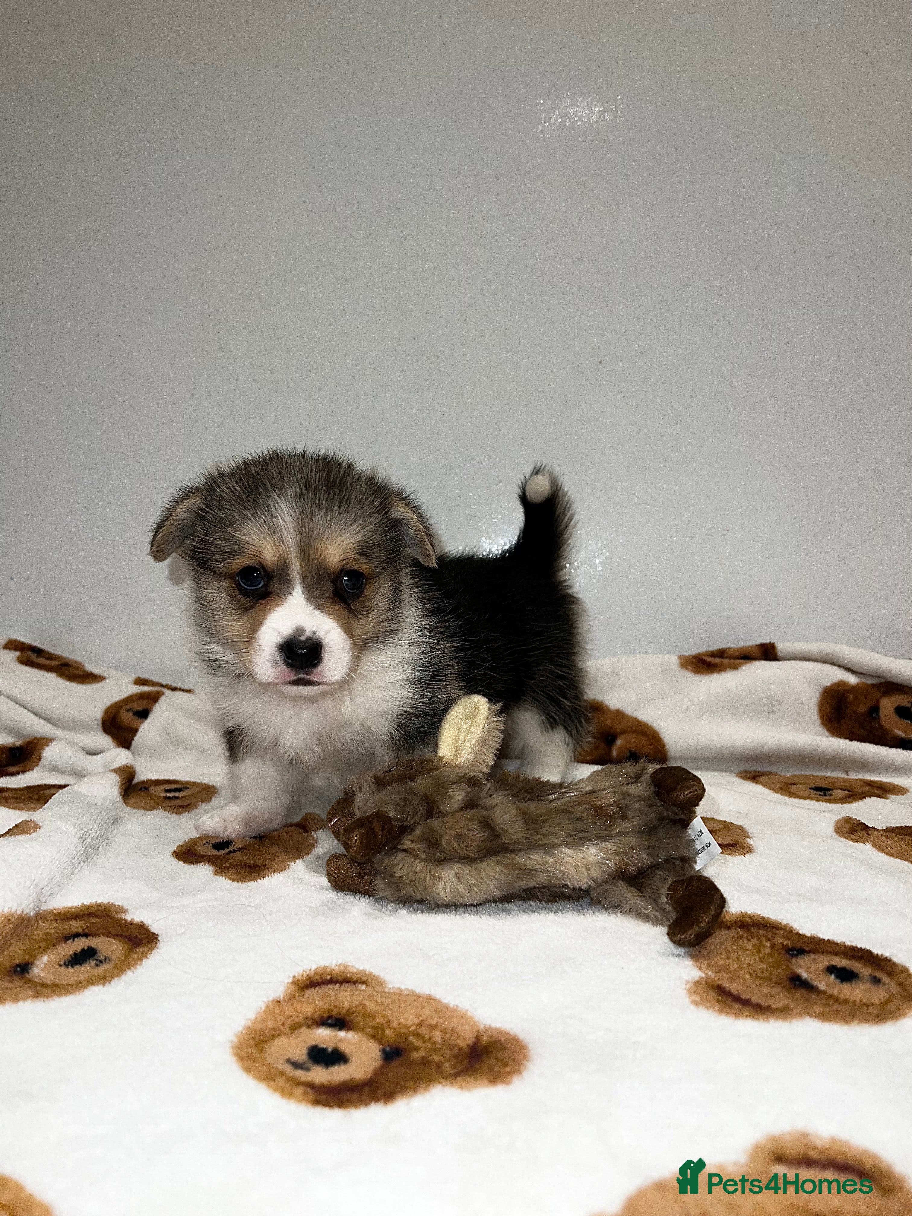 Welsh Corgi Pembroke dogs Welsh Pembroke corgi - Advert 2