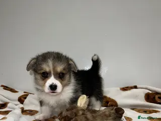 Welsh Corgi Pembroke dogs Welsh Pembroke corgi - Advert 1