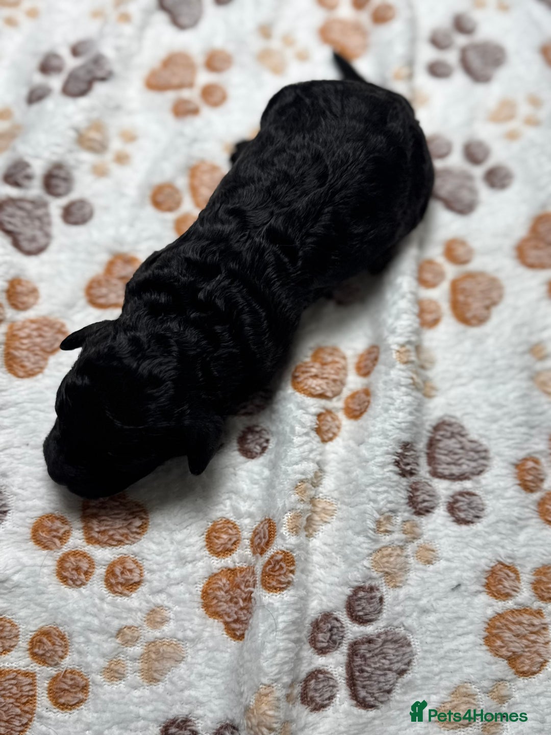 Cockapoo dogs for sale: Beautiful Fully Health Tested Cockapoos - Image 18