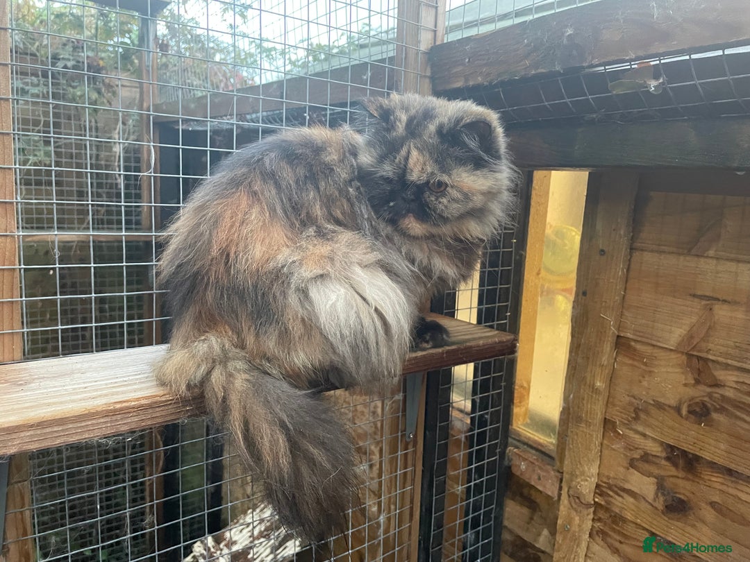 Persian cats for sale: 3 beautiful Persian Kittens Registered with GccF - Image 5