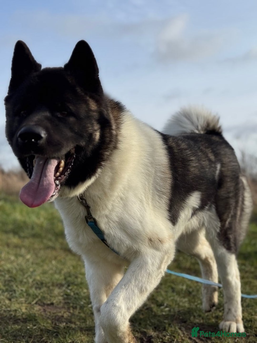 Akita dogs for sale: Zeus looking for his forever home - Advert 4