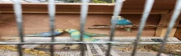 Budgerigars birds for sale: Beautiful Baby Budgies for sale. - Advert 6