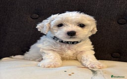 Bichon Frise dogs for sale: Bichon Frise Pups - Image 6