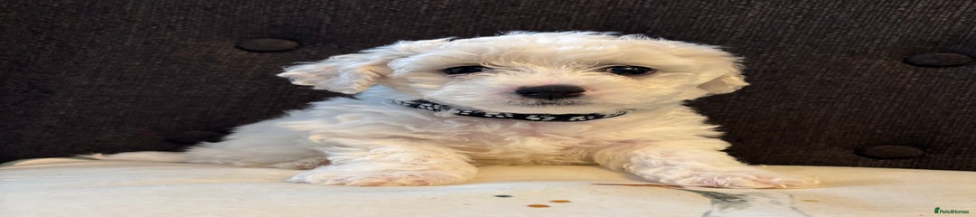 Bichon Frise Puppy 4