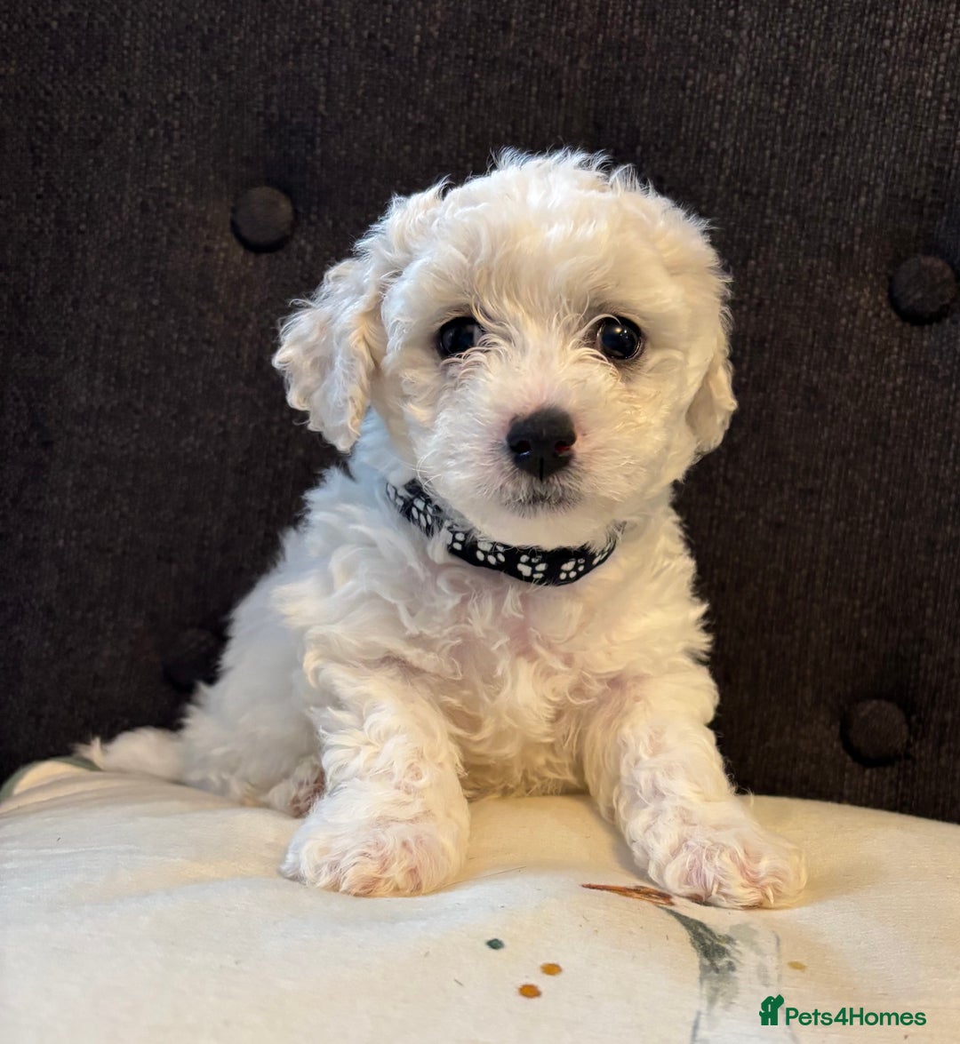 Bichon Frise dogs for sale: Bichon Frise Pups - Image 6