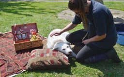 Mixed Breed dogs for adoption: Poppy Popz in Barrow-upon-Humber - Image 24