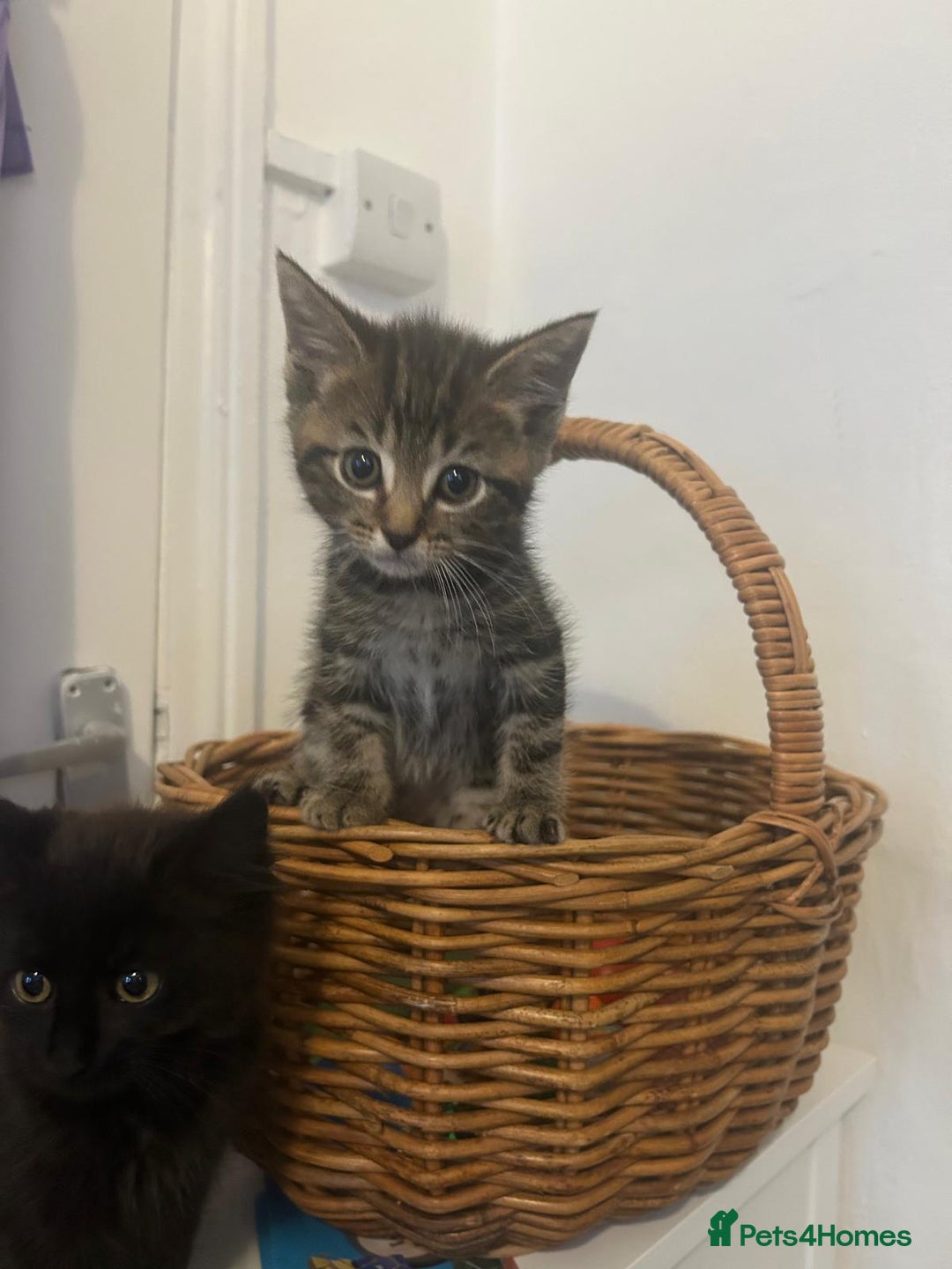 Ragdoll cats for sale: Cutest Ragdoll/Bengal mix kittens. - Image 2