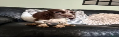 Cocker Spaniel 3