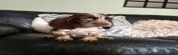 Cocker Spaniel dogs for sale: Lovely cockerspaniel pups - Advert 6