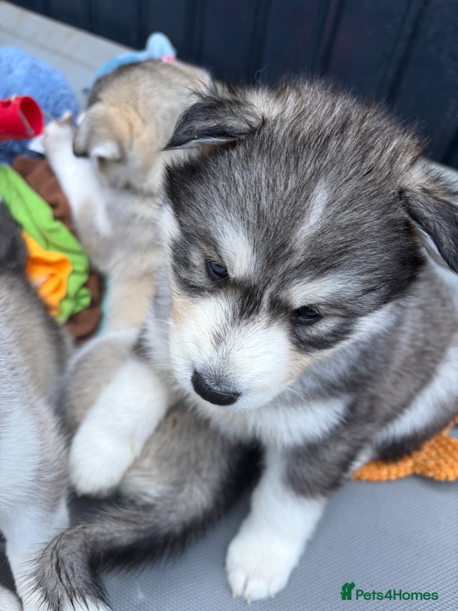 Siberian Husky dogs Stunning husky pups  - Advert 2