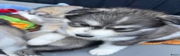 Siberian Husky dogs for sale: Stunning husky pups  - Advert 9