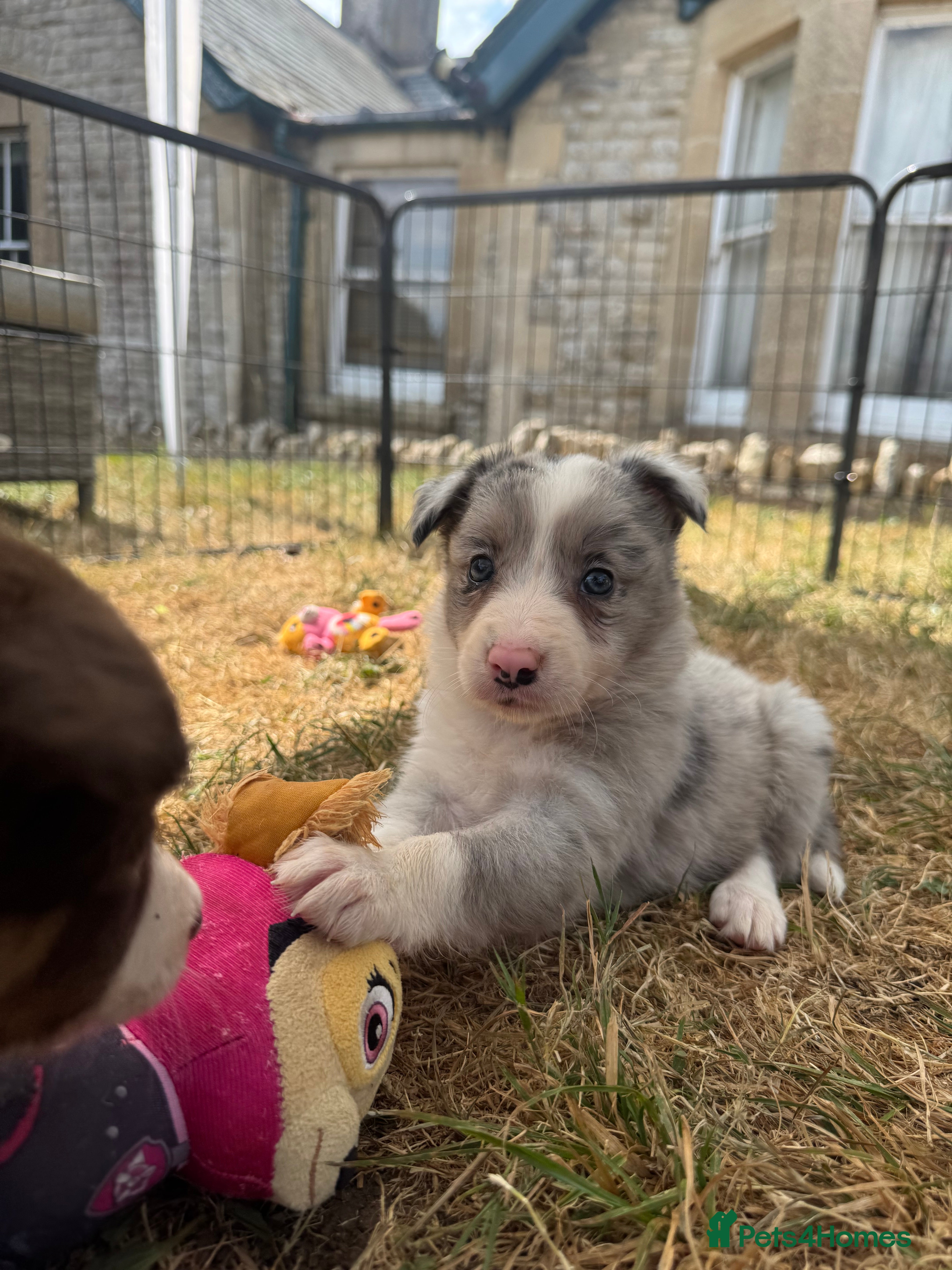 Border Collie dogs Beautiful Border Collie Puppies  - Advert 2