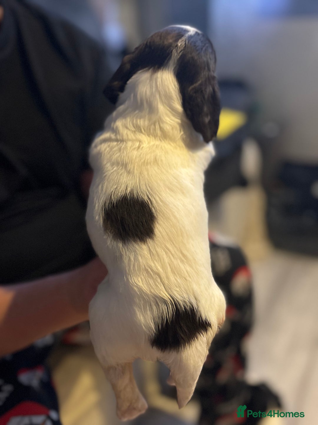 English Springer Spaniel dogs for sale: English Springer Spaniel Puppies  - Advert 5