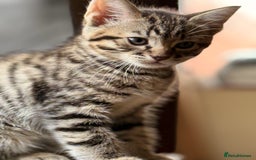 Mixed Breed cats for sale: Cute Kittens - Image 20