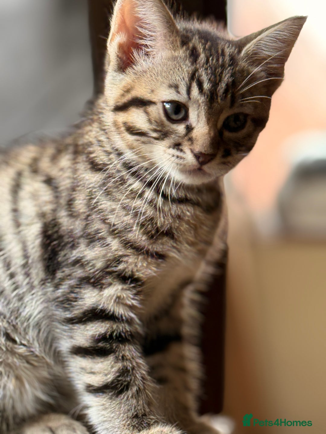 Mixed Breed cats for sale: Cute Kittens - Image 20