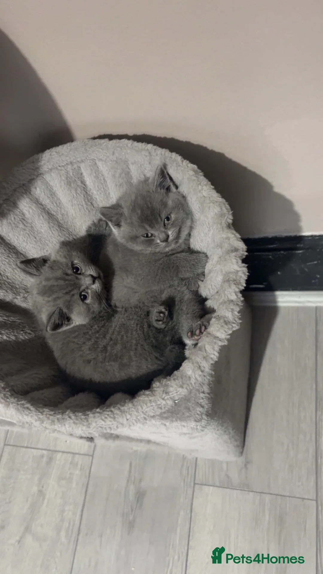 British Shorthair cats for sale: 3 British short hair kittens  in Halifax - Advert 2